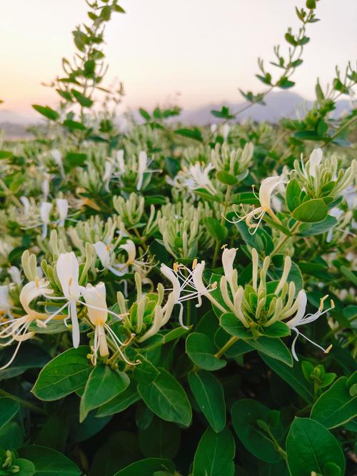 金银花茶怎么泡？