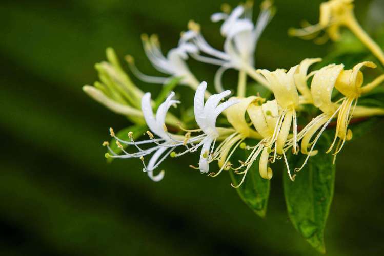 隆回，金银花地里的那一抹蓝