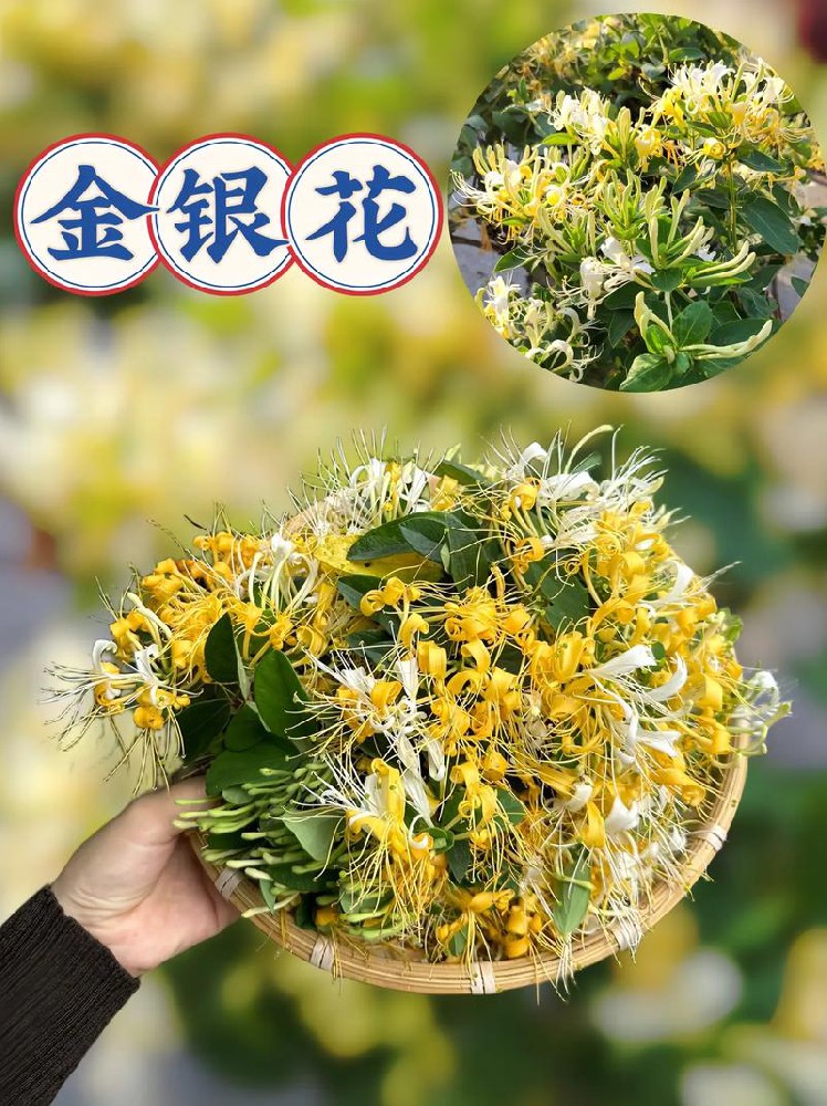金银花植物界的无名英雄