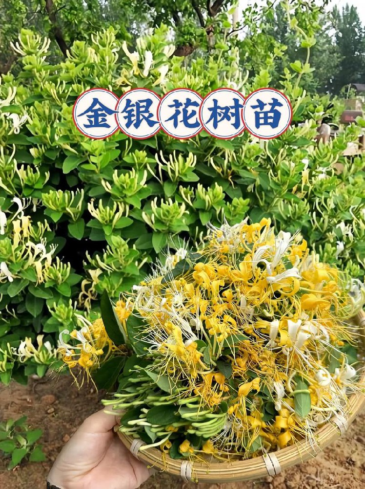金银花夏日清热好帮手，这些禁忌要牢记​
