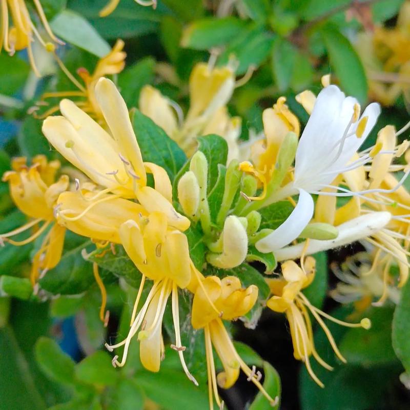 南方的“金银花”上火？不要搞错了！