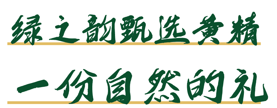 绿韵隆亿｜安化黄精，把自然滋养凝作健康礼